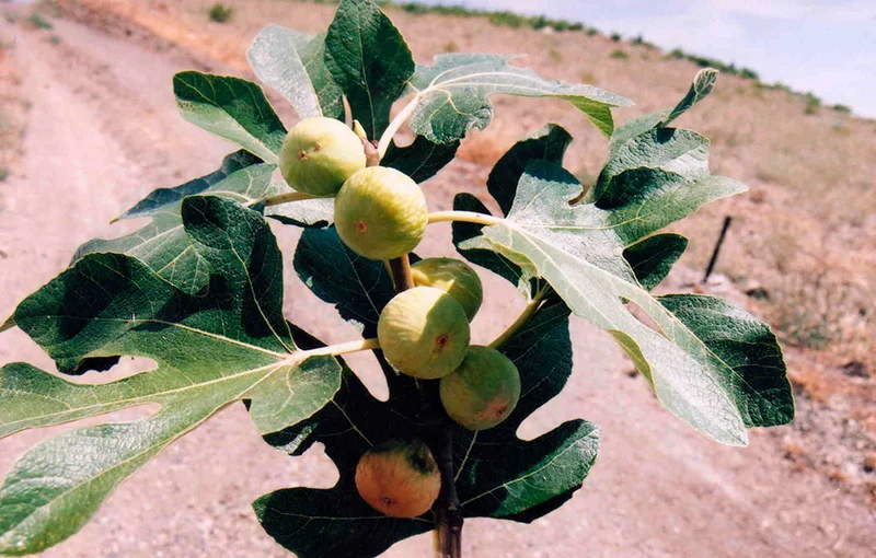 higuera